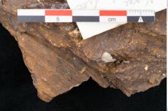 Foto (Detailansicht) von Sequoia novae zeelandiae Ettingshausen (NHMW-GEO-2024-0188-10199)